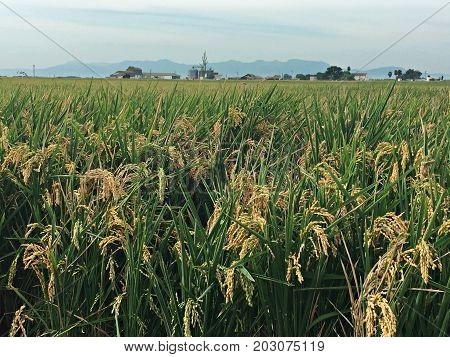 Rice growing harvest and fields. Valencia, Spain