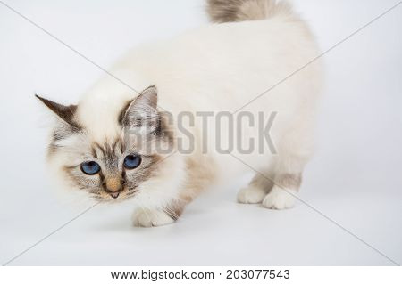 Sacred Birman Cat, Birma Isolated On A White Background, Studio Photo