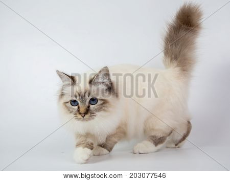 Sacred Birman Cat, Birma Isolated On A White Background, Studio Photo