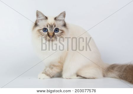 Sacred Birman Cat, Birma Isolated On A White Background, Studio Photo