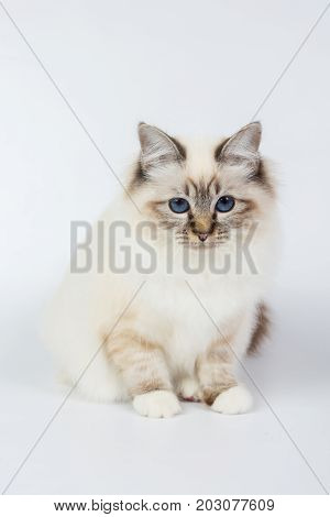 Sacred Birman Cat, Birma Isolated On A White Background, Studio Photo