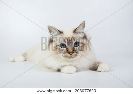 Sacred Birman Cat, Birma Isolated On A White Background, Studio Photo