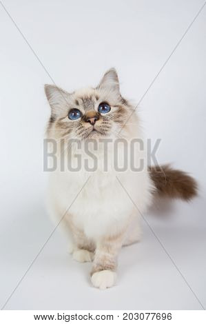 Sacred Birman Cat, Birma Isolated On A White Background, Studio Photo