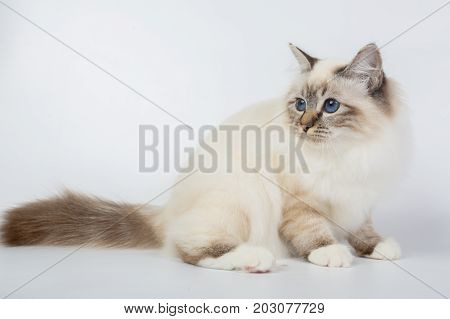 Sacred Birman Cat, Birma Isolated On A White Background, Studio Photo