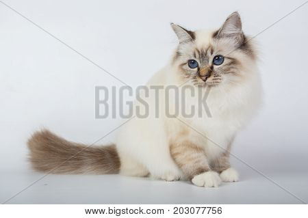 Sacred Birman Cat, Birma Isolated On A White Background, Studio Photo