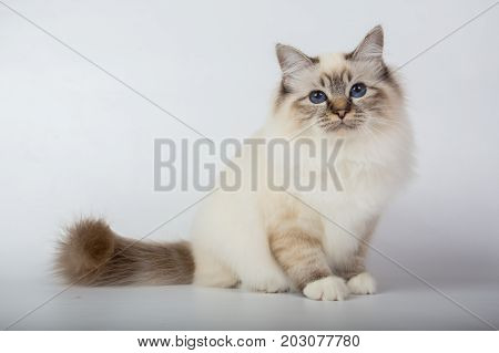 Sacred Birman Cat, Birma Isolated On A White Background, Studio Photo