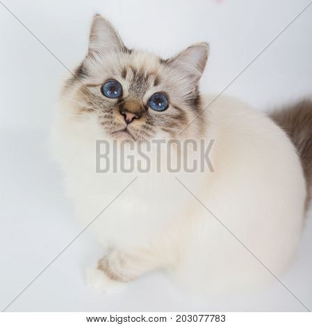 Sacred Birman Cat, Birma Isolated On A White Background, Studio Photo