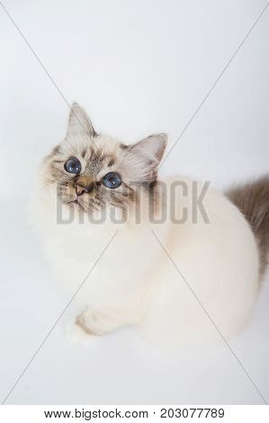 Sacred Birman Cat, Birma Isolated On A White Background, Studio Photo