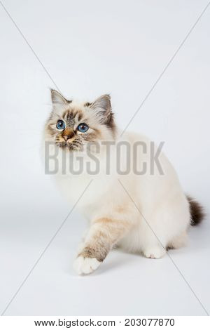 Sacred Birman Cat, Birma Isolated On A White Background, Studio Photo