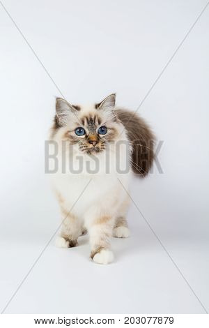 Sacred Birman Cat, Birma Isolated On A White Background, Studio Photo