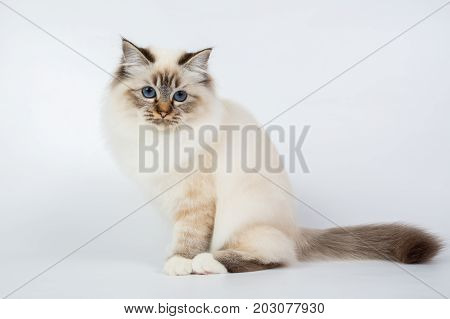 Sacred Birman Cat, Birma Isolated On A White Background, Studio Photo