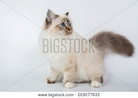 Sacred Birman Cat, Birma Isolated On A White Background, Studio Photo