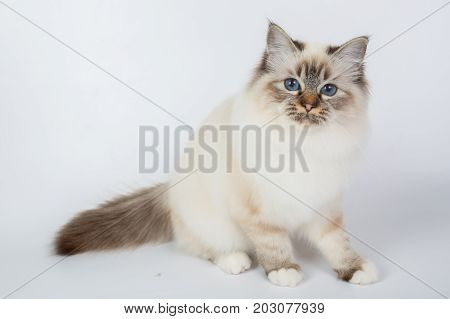 Sacred Birman Cat, Birma Isolated On A White Background, Studio Photo