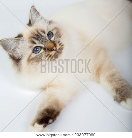 Sacred Birman Cat, Birma Isolated On A White Background, Studio Photo