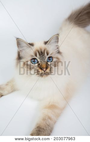 Sacred Birman Cat, Birma Isolated On A White Background, Studio Photo