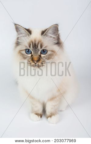 Sacred Birman Cat, Birma Isolated On A White Background, Studio Photo