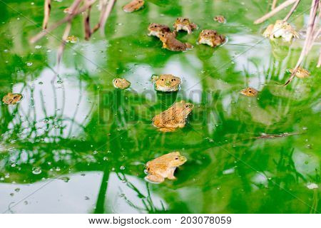 Many Frog On The Water In The Cement Block , Bull Frog On A Log Near Wakefield