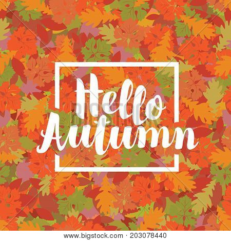 Vector calligraphic inscription Hello Autumn in the frame on the background of seamless texture of colored autumn leaves. Can be used for flyers banners or posters.