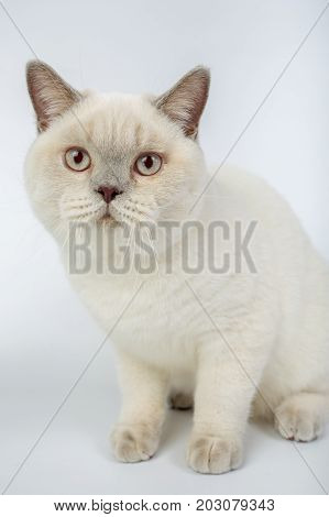 British Beige, Lilac, White,color Point, Cat Isolated On A White Background, Studio Photo