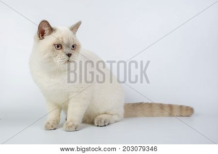 British Beige, Lilac, White,color Point, Cat Isolated On A White Background, Studio Photo