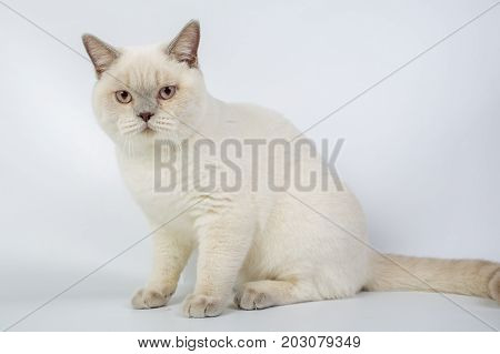 British Beige, Lilac, White,color Point, Cat Isolated On A White Background, Studio Photo