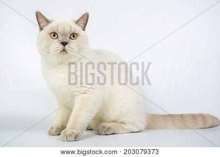 British Beige, Lilac, White,color Point, Cat Isolated On A White Background, Studio Photo