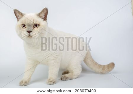 British Beige, Lilac, White,color Point, Cat Isolated On A White Background, Studio Photo