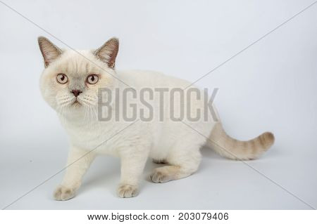 British Beige, Lilac, White,color Point, Cat Isolated On A White Background, Studio Photo