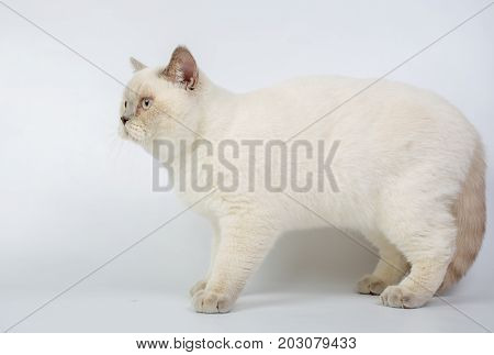 British Beige, Lilac, White,color Point, Cat Isolated On A White Background, Studio Photo