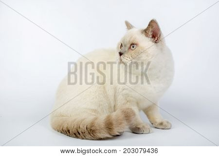 British Beige, Lilac, White,color Point, Cat Isolated On A White Background, Studio Photo