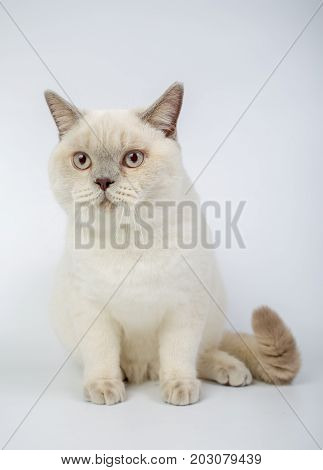 British Beige, Lilac, White,color Point, Cat Isolated On A White Background, Studio Photo