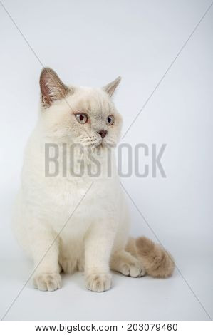 British Beige, Lilac, White,color Point, Cat Isolated On A White Background, Studio Photo