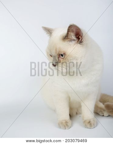British Beige, Lilac, White,color Point, Cat Isolated On A White Background, Studio Photo