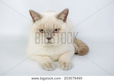 British Beige, Lilac, White,color Point, Cat Isolated On A White Background, Studio Photo