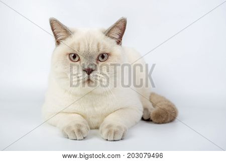 British Beige, Lilac, White,color Point, Cat Isolated On A White Background, Studio Photo