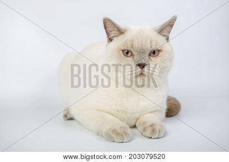 British Beige, Lilac, White,color Point, Cat Isolated On A White Background, Studio Photo