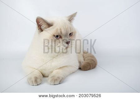 British Beige, Lilac, White,color Point, Cat Isolated On A White Background, Studio Photo