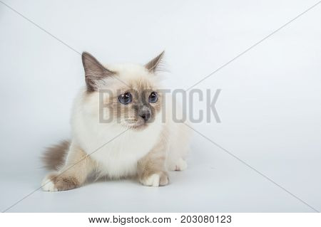 Sacred Birman Cat, Birma Isolated On A White Background, Studio Photo