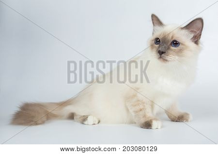 Sacred Birman Cat, Birma Isolated On A White Background, Studio Photo