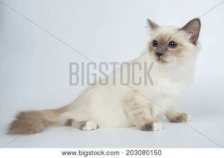 Sacred Birman Cat, Birma Isolated On A White Background, Studio Photo