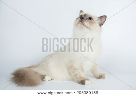 Sacred Birman Cat, Birma Isolated On A White Background, Studio Photo