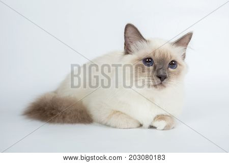 Sacred Birman Cat, Birma Isolated On A White Background, Studio Photo