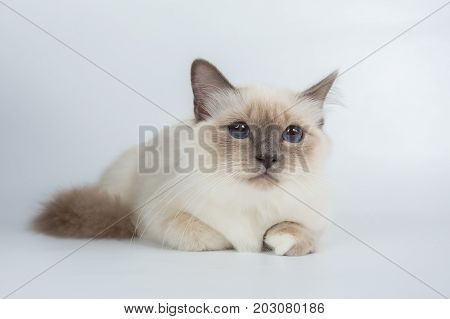 Sacred Birman Cat, Birma Isolated On A White Background, Studio Photo