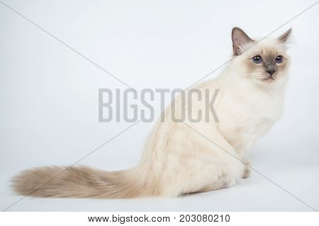 Sacred Birman Cat, Birma Isolated On A White Background, Studio Photo