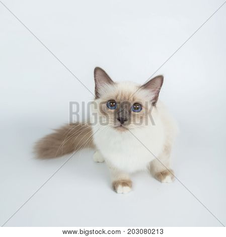 Sacred Birman Cat, Birma Isolated On A White Background, Studio Photo