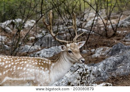 Spotted deer, male (Axis axis) in the natural habitat (Macedonia, northwest Greece)