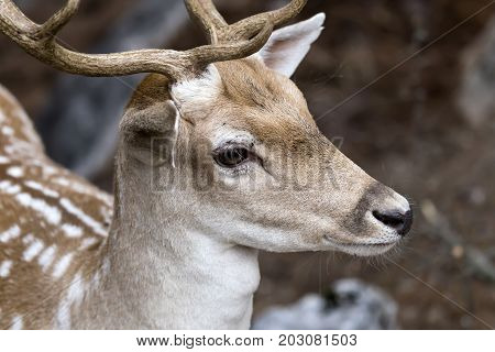 Spotted deer, male (Axis axis) in the natural habitat (Macedonia, northwest Greece)