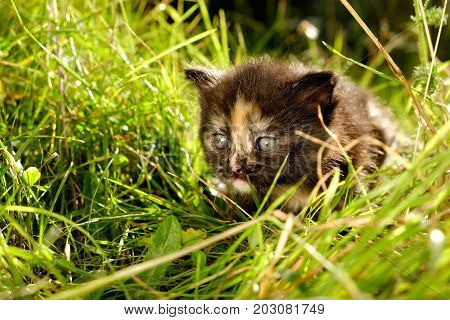 Cute adorable meowing tabby black white kitten outdoors