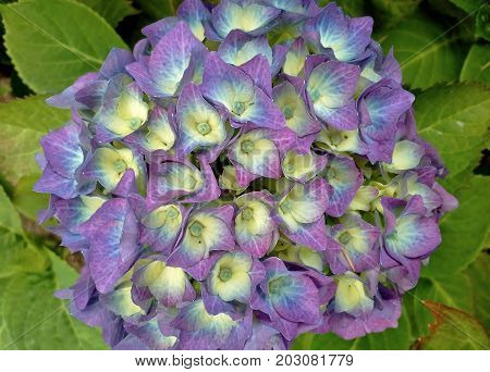 Purple Hydrangea Flower Amidst Green Leaves in the Garden