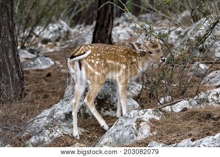 Spotted deer, male (Axis axis) in the natural habitat (Macedonia, northwest Greece)